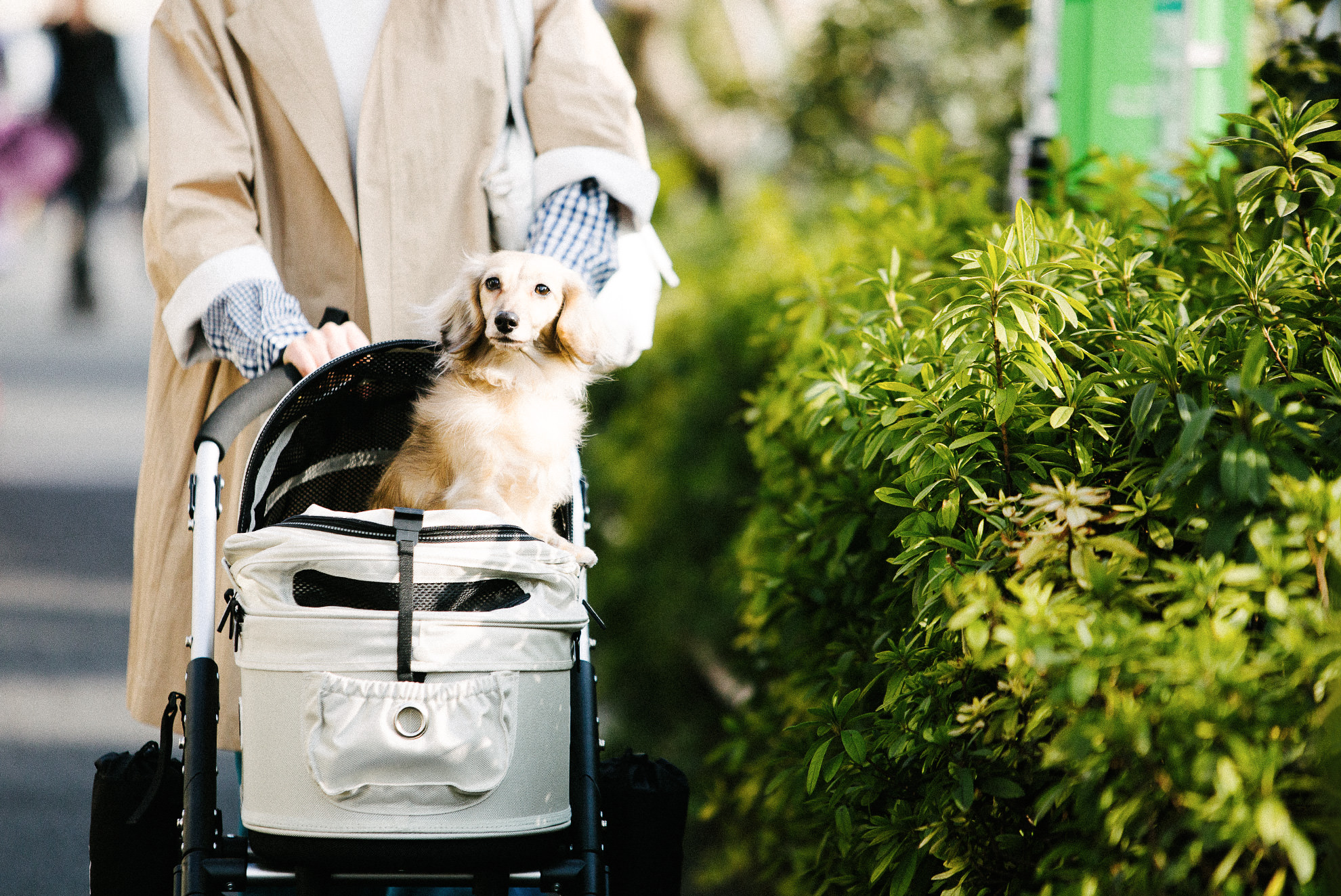 WALK AROUND WITH AIRBUGGY FOR DOG