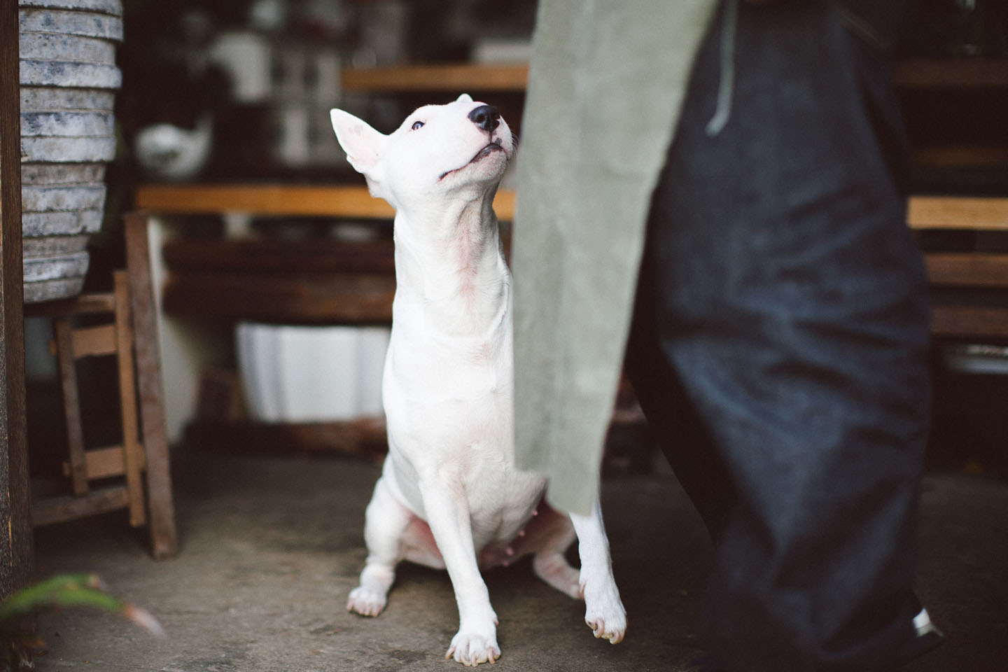 飼い主と飼い犬が似てくる不可思議