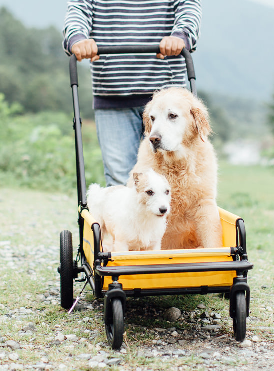 airbuggy for dog